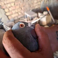 جفت‌پلاکی‌دلبر