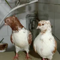 گرگی پرشی|پرنده|هشترود, |دیوار