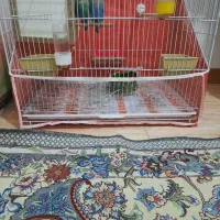 طوطی بزیلی نروماده  سبز وابی صورت سفید