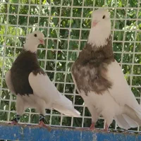 کبوتر طوقی