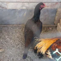 مرغ|حیوانات مزرعه|سراوان, |دیوار