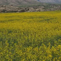 زمین کشاورزی