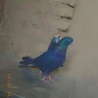 جفت کبوتر پرشی زاغ نوک سفید چشم سفید ماده بیستع