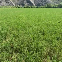 یونجه   بیستون فوری