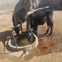 گوساله|حیوانات مزرعه|گل تپه, |دیوار