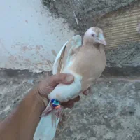 دو جفت کفتر قشنگ