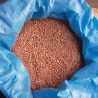 گندم پیشگام بذری|خدمات باغبانی و درختکاری|قره پشتلو, |دیوار