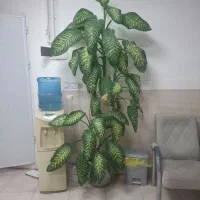 گل طبیعی دیفن