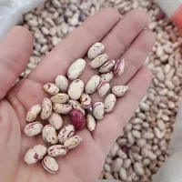 انواع حبوبات ایرانی خرده فروشی به قیمت عمده