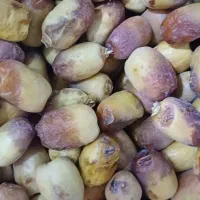 خرمای خشک ،قصب و شاهانی|خوردنی و آشامیدنی|بندرعباس, |دیوار