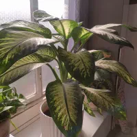 گل دیفن کادوی روز مادر