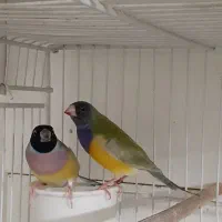 فنچ گلدین جفت با جوجه و کینگ|پرنده|مشهد, نیروی هوایی|دیوار