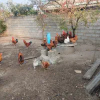 تعدادی مرغ و خروس