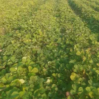 توت فرنگی کاماروس درجه ۱ نی ۸ ملیون|خدمات باغبانی و درختکاری|خان ببین, |دیوار