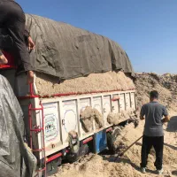 کاه نیشکر جدید جدید امروزی کشت امروز|عمده‌فروشی|ساوه, |دیوار