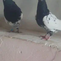 کله‌ی سیاه جفت|پرنده|ملکان, |دیوار