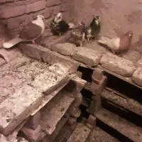 کبوتر۱۰عددنر وماده