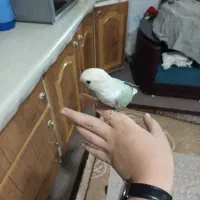 طوطی برزیلی نژاد رزیکولیس معاوضه هم دارم