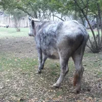 گاو شکم دار