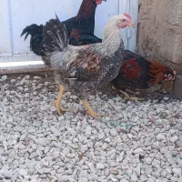 خروس جوان|حیوانات مزرعه|تکاب, |دیوار