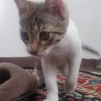واگذاری گربه  سه ماهه