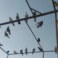 کبوتر وگنجه وخانه طور|پرنده|تهران, زیبادشت|دیوار