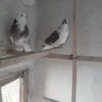 پرنده|پرنده|آران و بیدگل, |دیوار