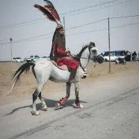 اسب،سفید،  اسب تغذیه رو ،اسب نریان