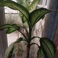 دیفن باخیا یوکا سانسوریا برگ انجیری کالانگو پتوس