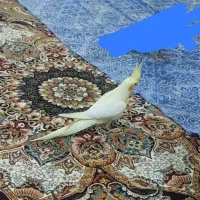 گمشده عروس هلندی در شهرری