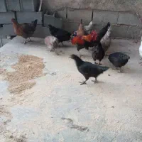 مرغ بومی|حیوانات مزرعه|رودشت (چهارمحال و بختیاری), |دیوار