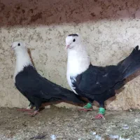 کبوتر کویتی کاکلی کربلایی  زرد کرمانی|پرنده|مه ولات, |دیوار