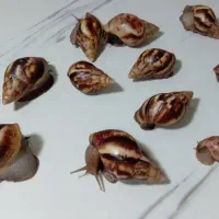 آچاتینا نرمال فولیکا