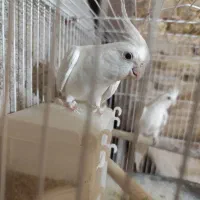 عروس هلندی آلبینو
