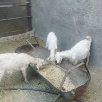 ۳تا کره دورگ سانان