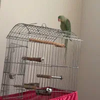 جوجه شاه طوطی نر/ دستی و سخنگو