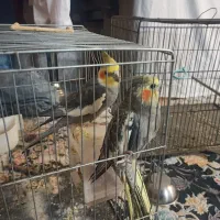 یک جفت عروس هلندی سخنگو ،دستی ،مولد