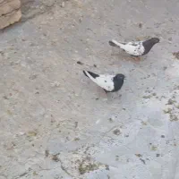 فروش ۲عددسینه ماده ۱عددقهوه ای دورگ ماده با۲تاکوهک|پرنده|فسا, |دیوار