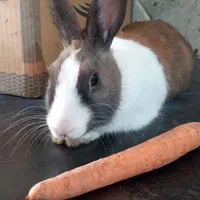 خرگوش نر کاملا سالم و دستی