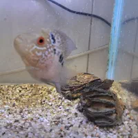 ماهی فلاور|ماهی|کرج, برغان|دیوار