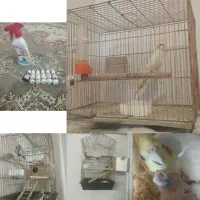 عروس هلندی مولد