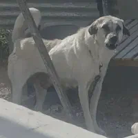 سگ عراقی ماده