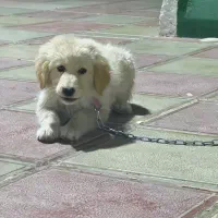 سگ گلدن روتریور