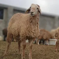 دامداری مزرعه گوسفند و بره شیشک ودام زنده