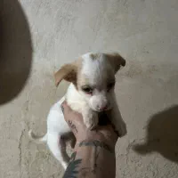 با سلام از دیوار|سگ|مراغه, |دیوار