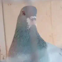 پلاکی اصل و نر برجی اهلی