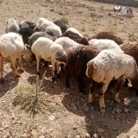 میش فروشی
