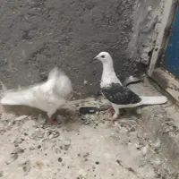 کبوتر گرفتنی