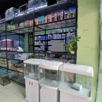 ماهی آکواریوم و لوازم|ماهی|صدرا-فارس, فاز ۱|دیوار