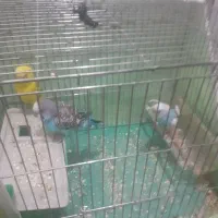 مرغ عشق|پرنده|مریوان, |دیوار